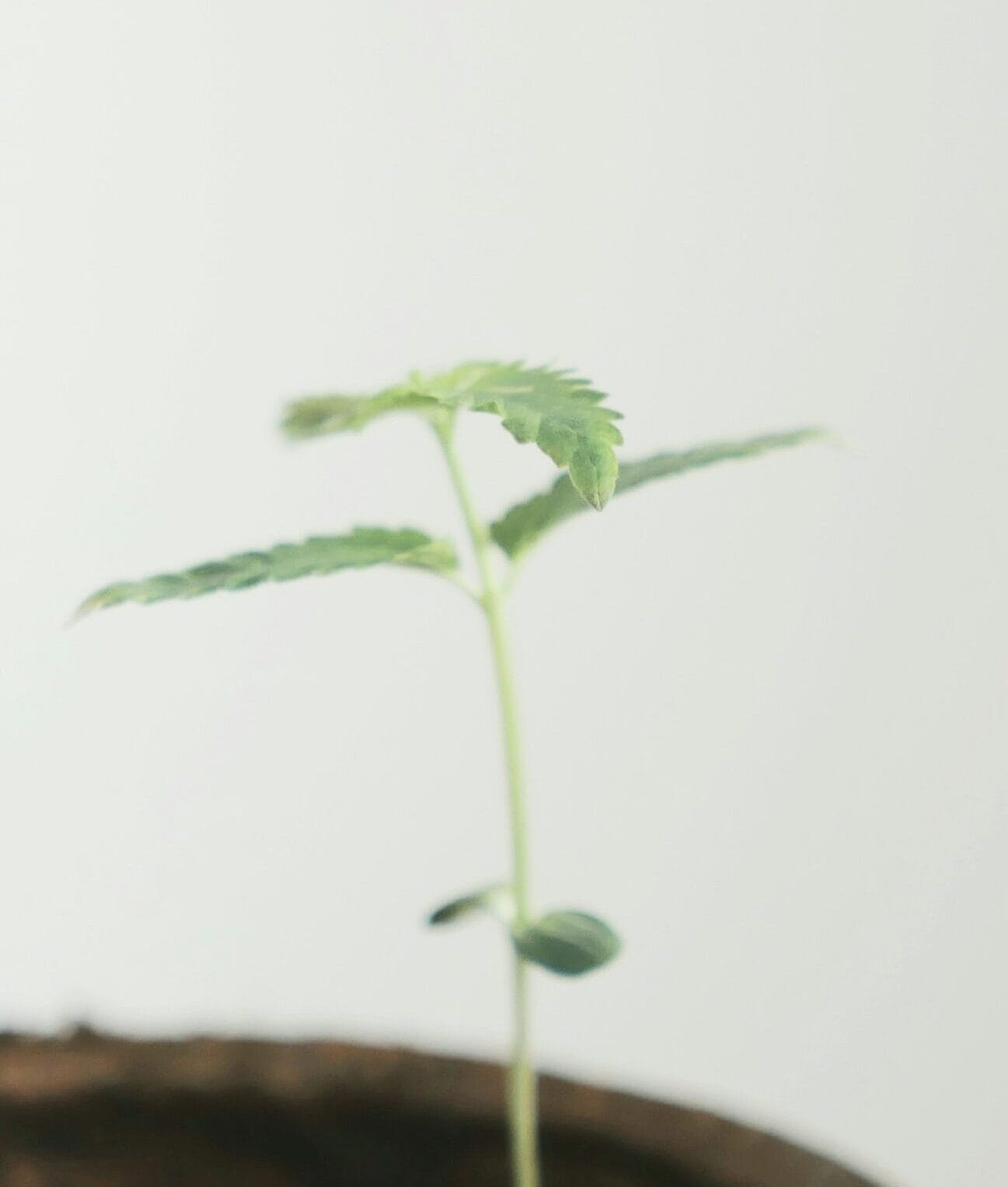 Cómo germinar semillas de marihuana