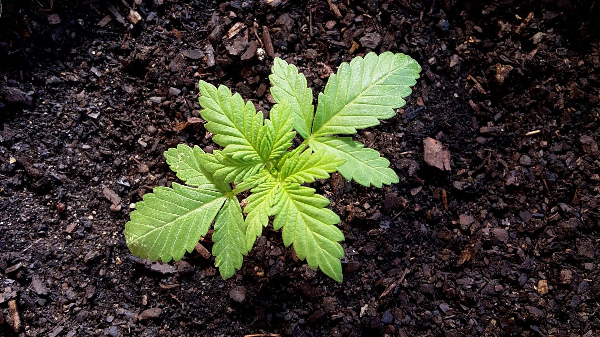 Planta de cannabis joven en etapa vegetativa