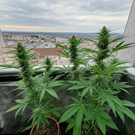 Cultivo outdoor cannabis en macetas creciendo en un balcón con vista panorámica a una ciudad al atardecer.