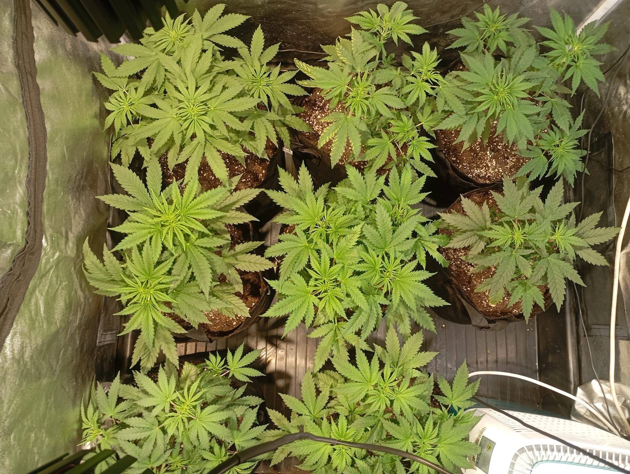 Plantas de Cannabis con Poda Apical en Cultivo Interior para aprovechar el espacio de cultivo
